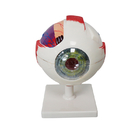 PVC Eyeball Model Anatomy Ophthalmic Magnification 3 Kali